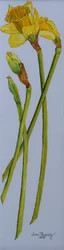 Vier narcissenstelen 2011